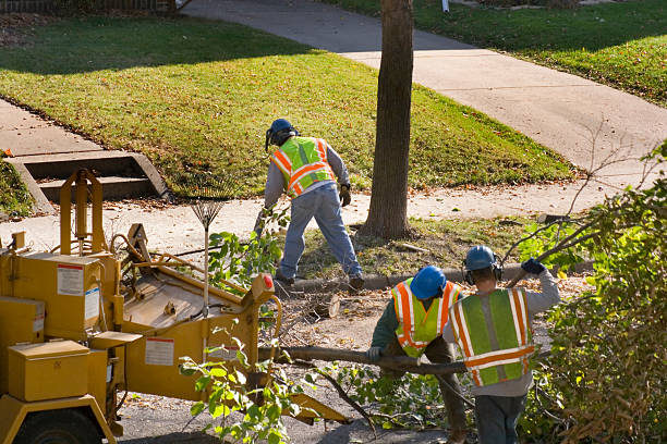 Leaf Removal in Tarpon Springs, FL